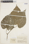 Piper calceolarium image