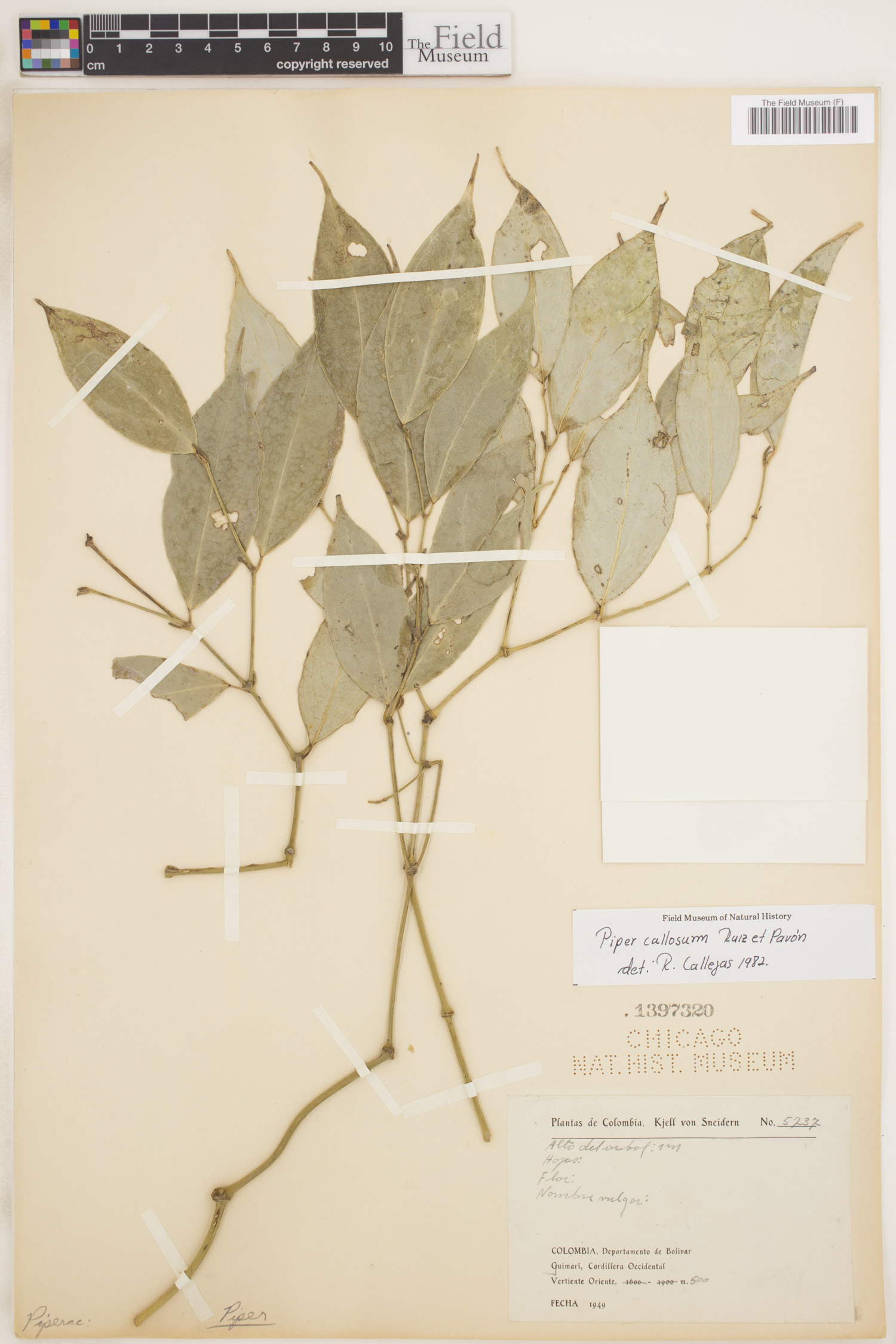 Piper callosum image