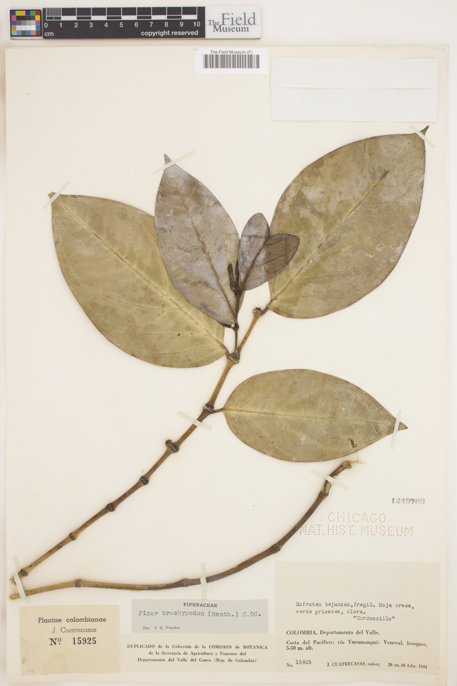 Piper brachypodon image