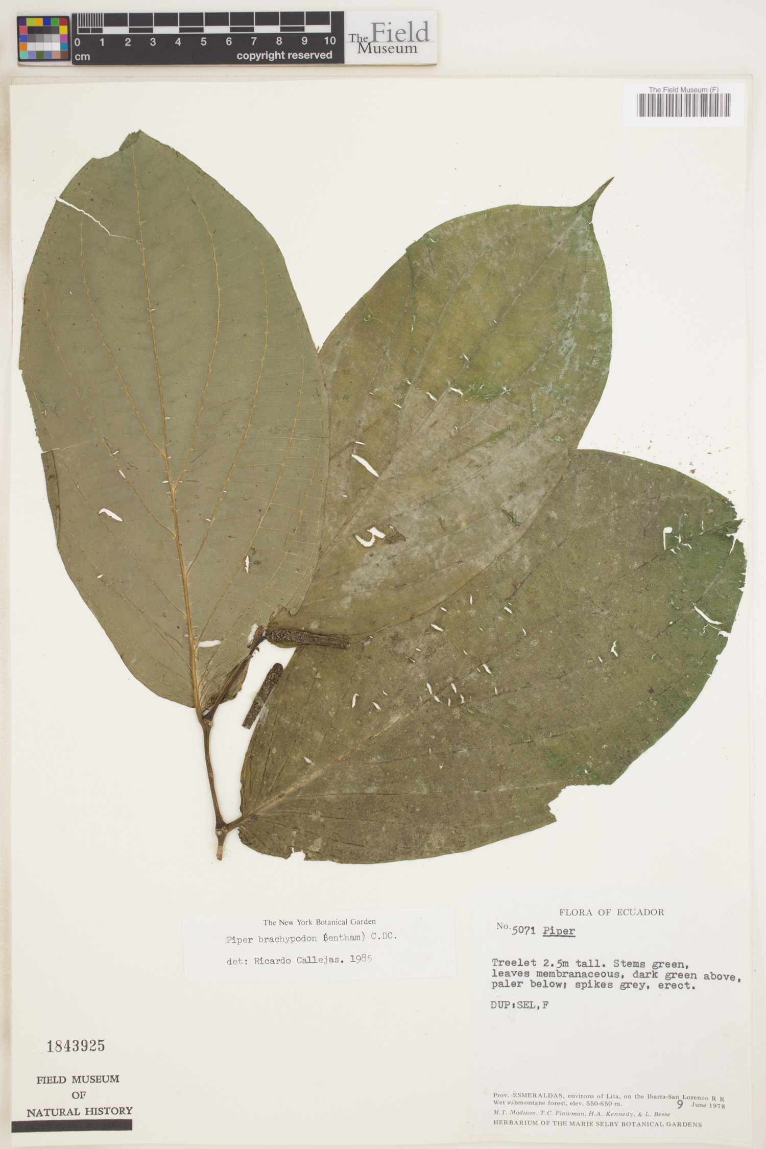 Piper brachypodon image