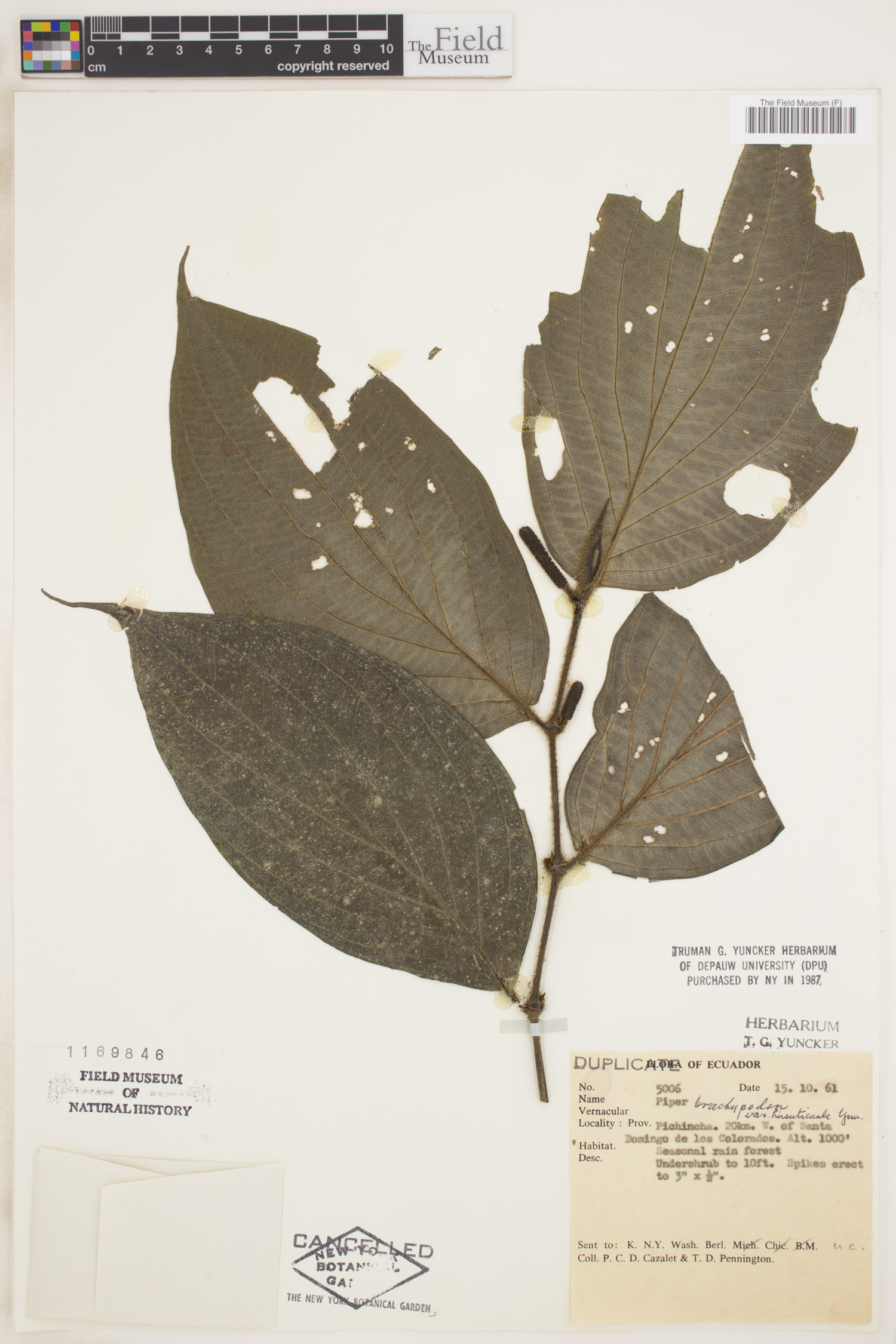 Piper brachypodon image