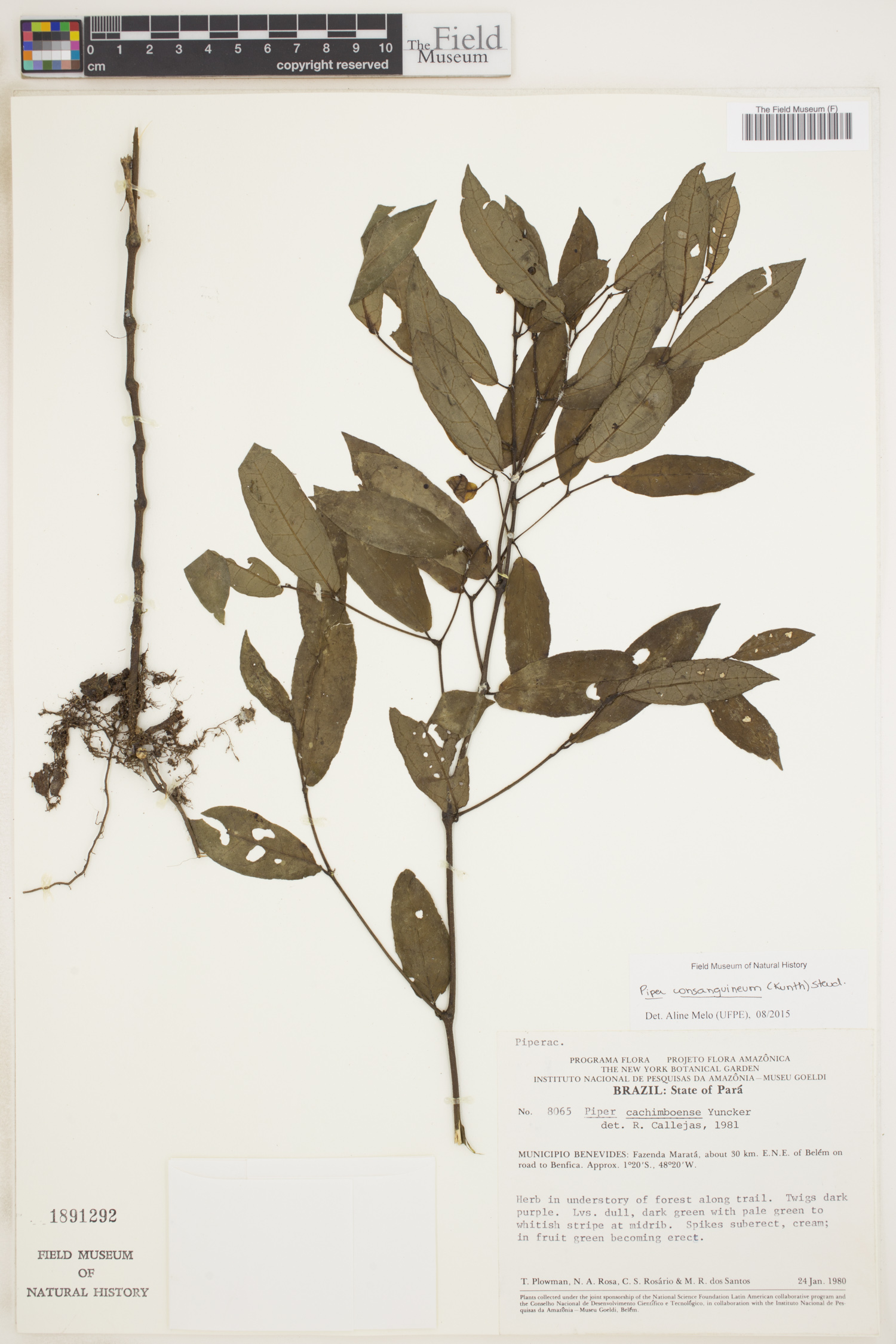 Piper consanguineum image