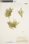 Selaginella plumieri image