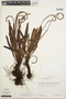 Elaphoglossum huacsaro image