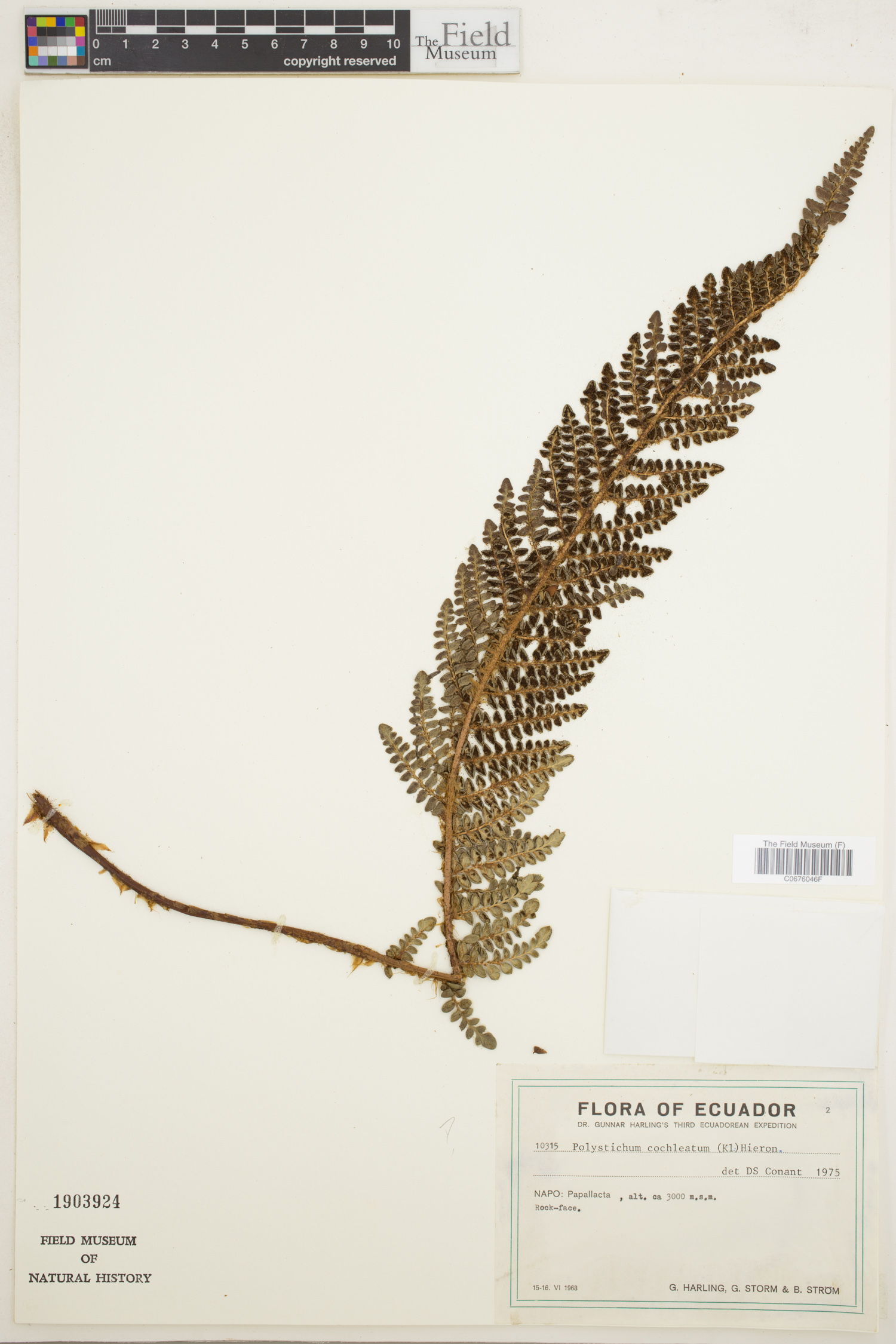 Polystichum cochleatum image