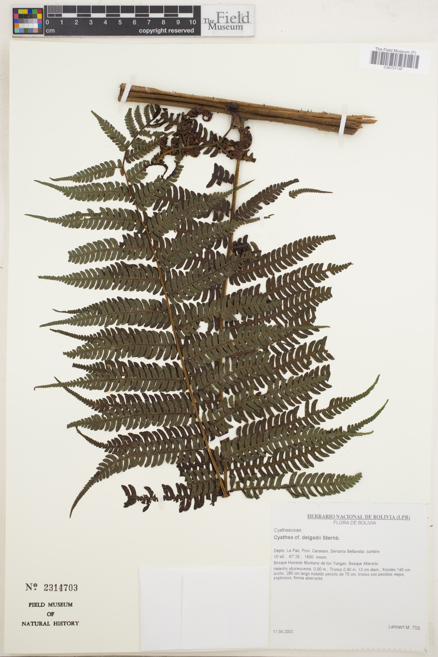 Cyathea delgadii image