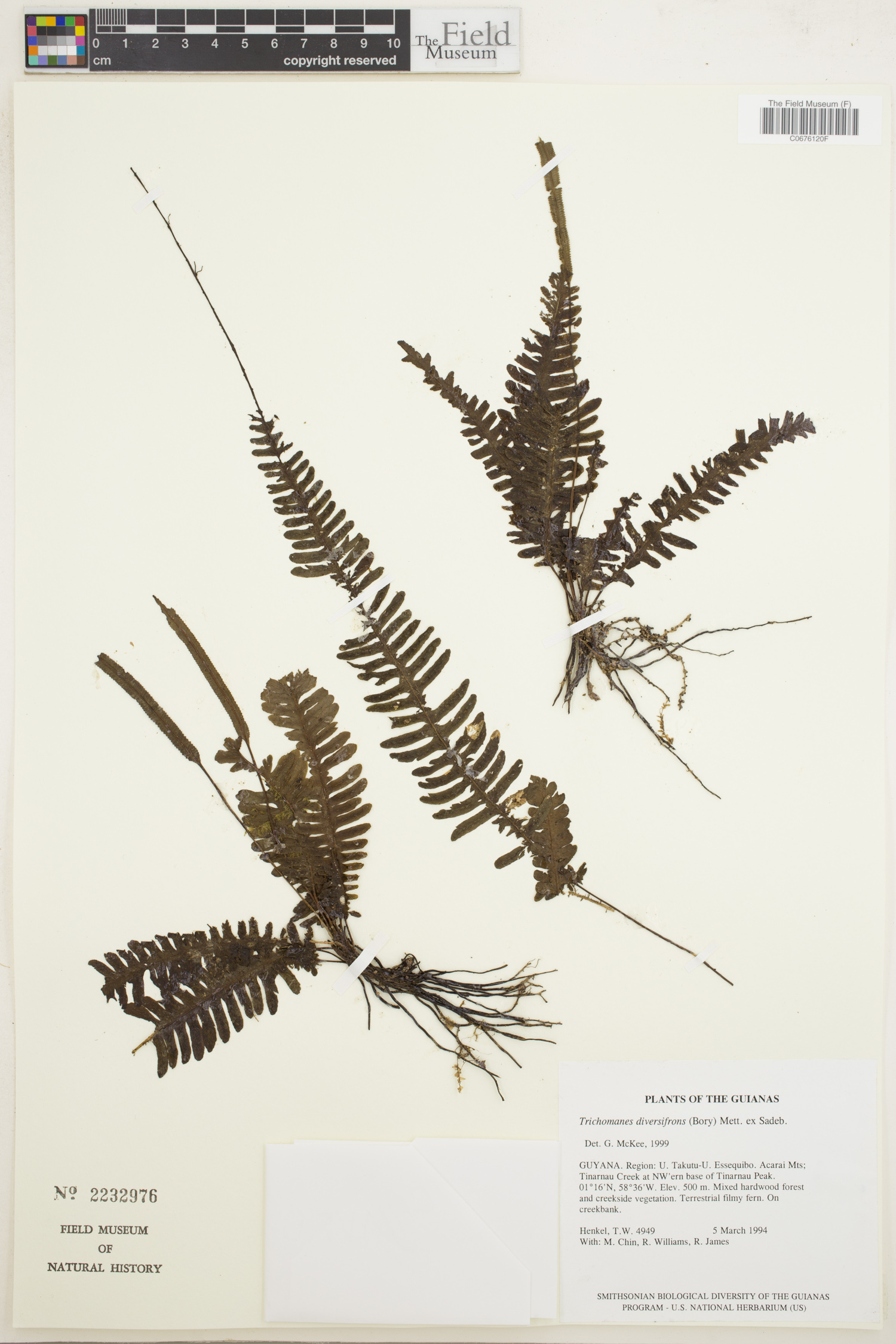 Trichomanes diversifrons image