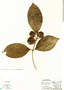 Morinda panamensis image