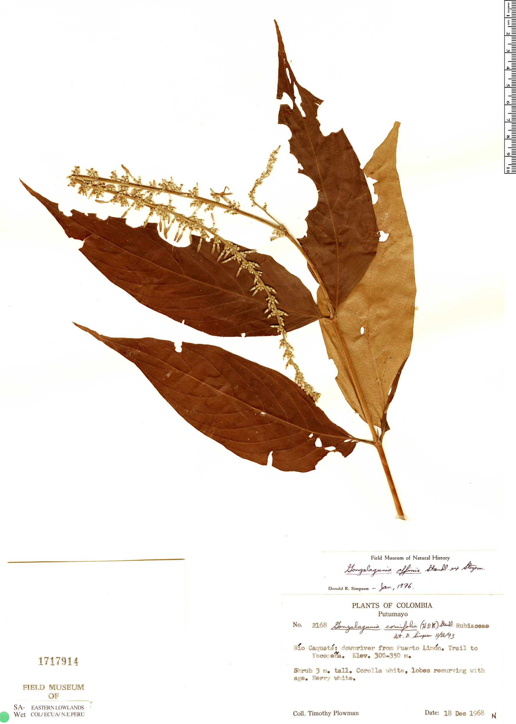 Gonzalagunia affinis image