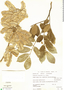 Piscidia piscipula image