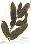 Salacia cauliflora image