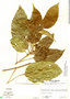 Dendropanax alaris image