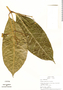 Faramea amplifolia image