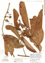 Caryodaphnopsis theobromifolia image