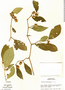 Lycianthes glandulosa image