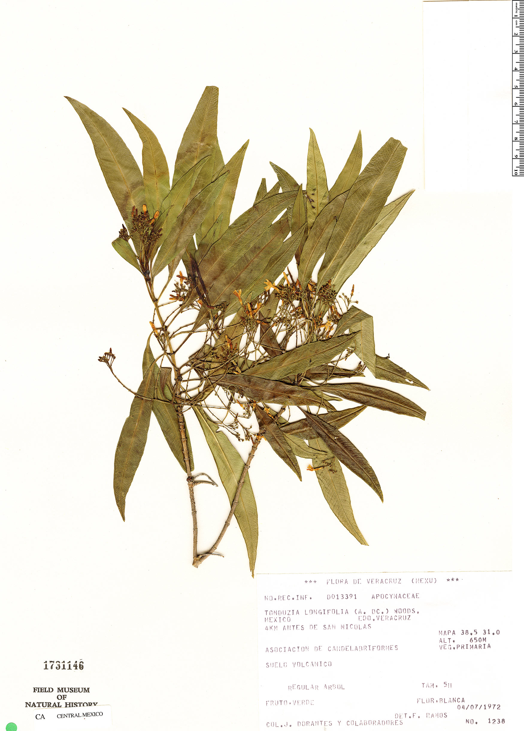Tonduzia stenophylla image