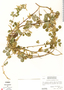 Poiretia punctata image
