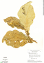 Solanum gomphodes image
