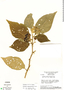 Solanum scuticum image