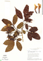 Sparattosperma leucanthum image