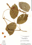 Canavalia parviflora image