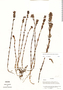 Bartsia pedicularoides image