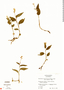 Platythelys querceticola image