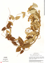 Funastrum bilobum image