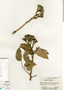 Hymenaea courbaril image