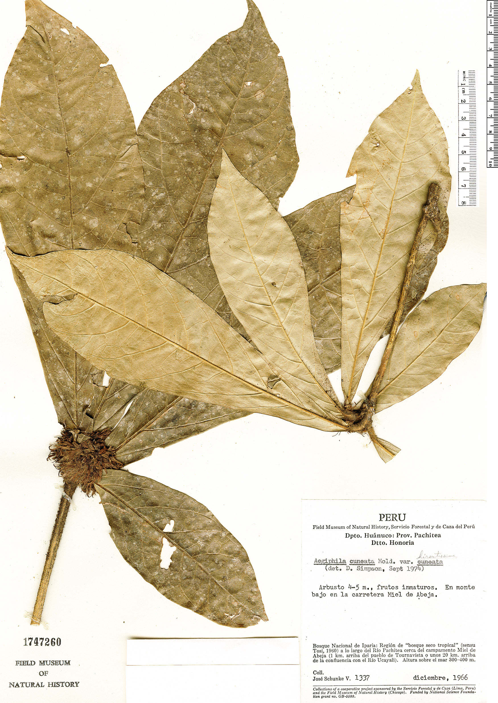 Aegiphila cuneata var. hirsutissima image