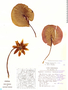 Nymphaea amazonum image
