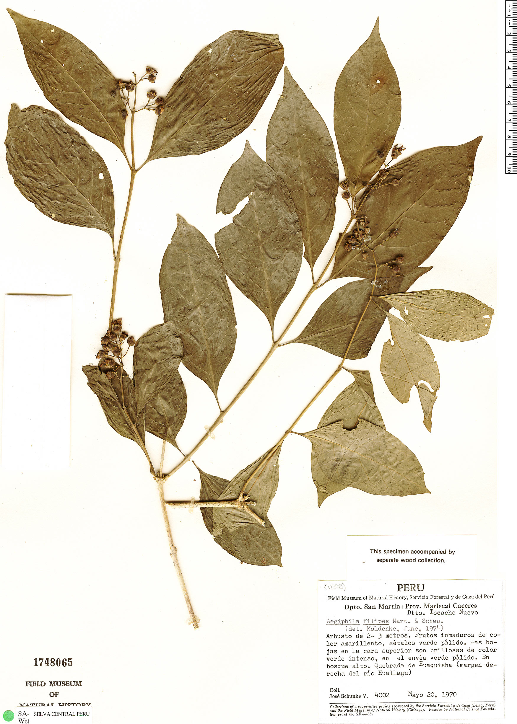 Aegiphila filipes image