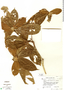 Duroia costaricensis image