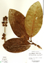 Coffea liberica image