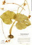 Begonia rosacea image