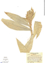 Costus acreanus image