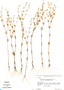 Limnosipanea palustris image