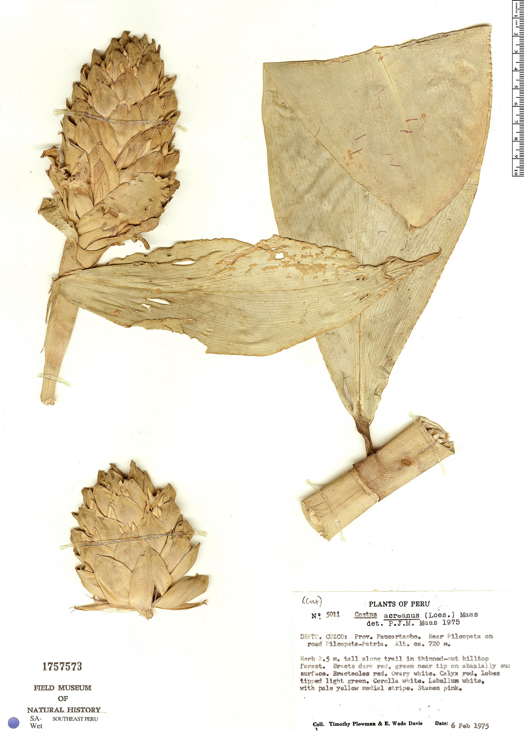 Costus acreanus image