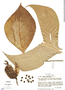 Canna iridiflora image