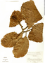 Magnolia caricifragrans image