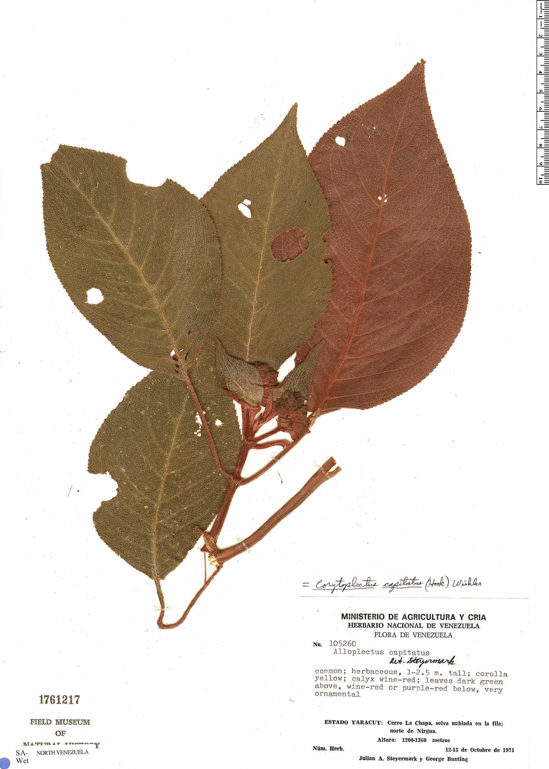Corytoplectus capitatus image
