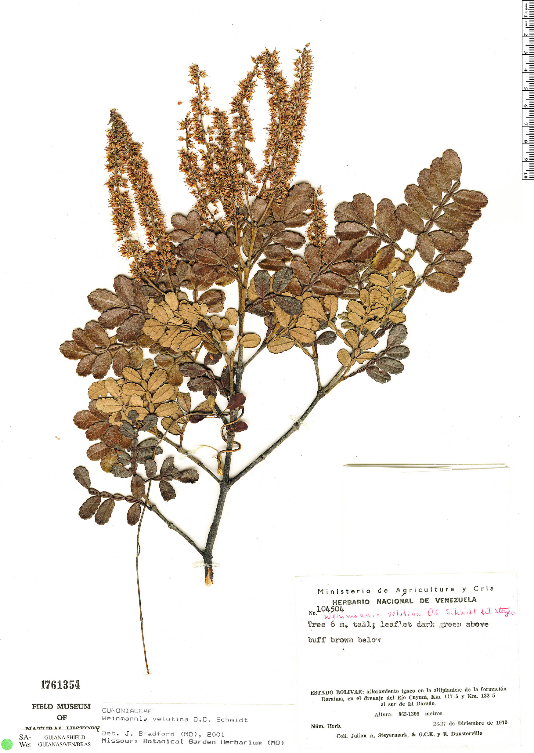 Weinmannia velutina image