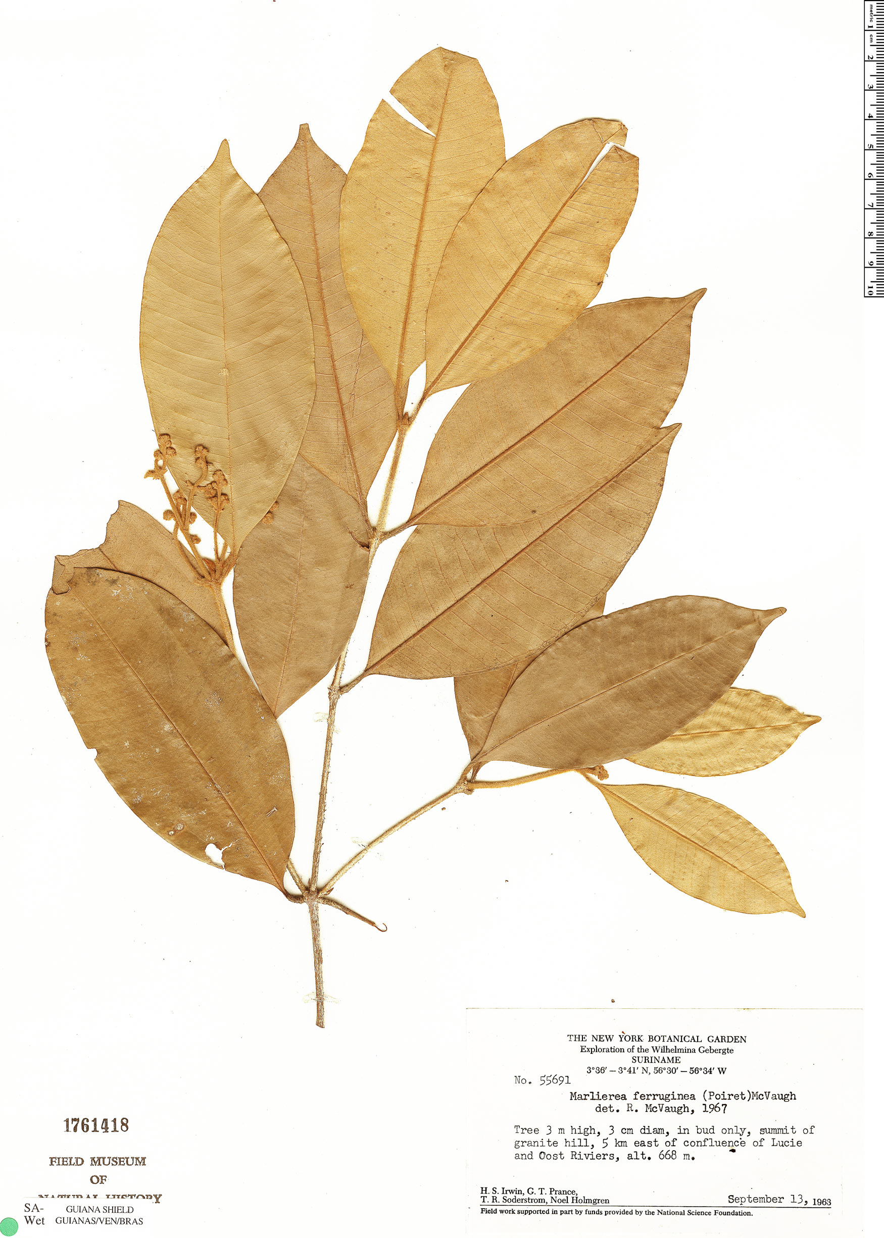 Marlierea ferruginea image