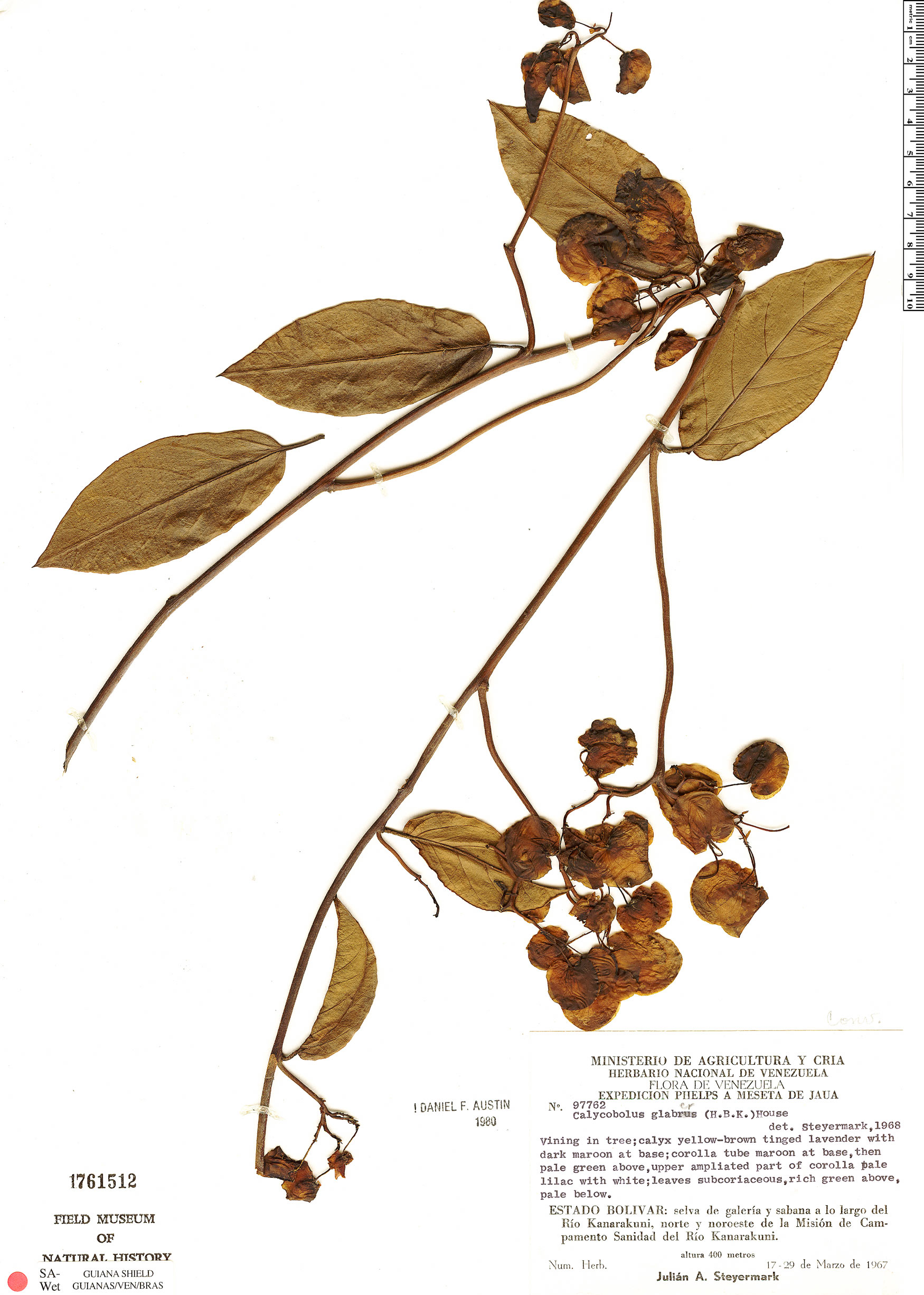 Calycobolus glaber image