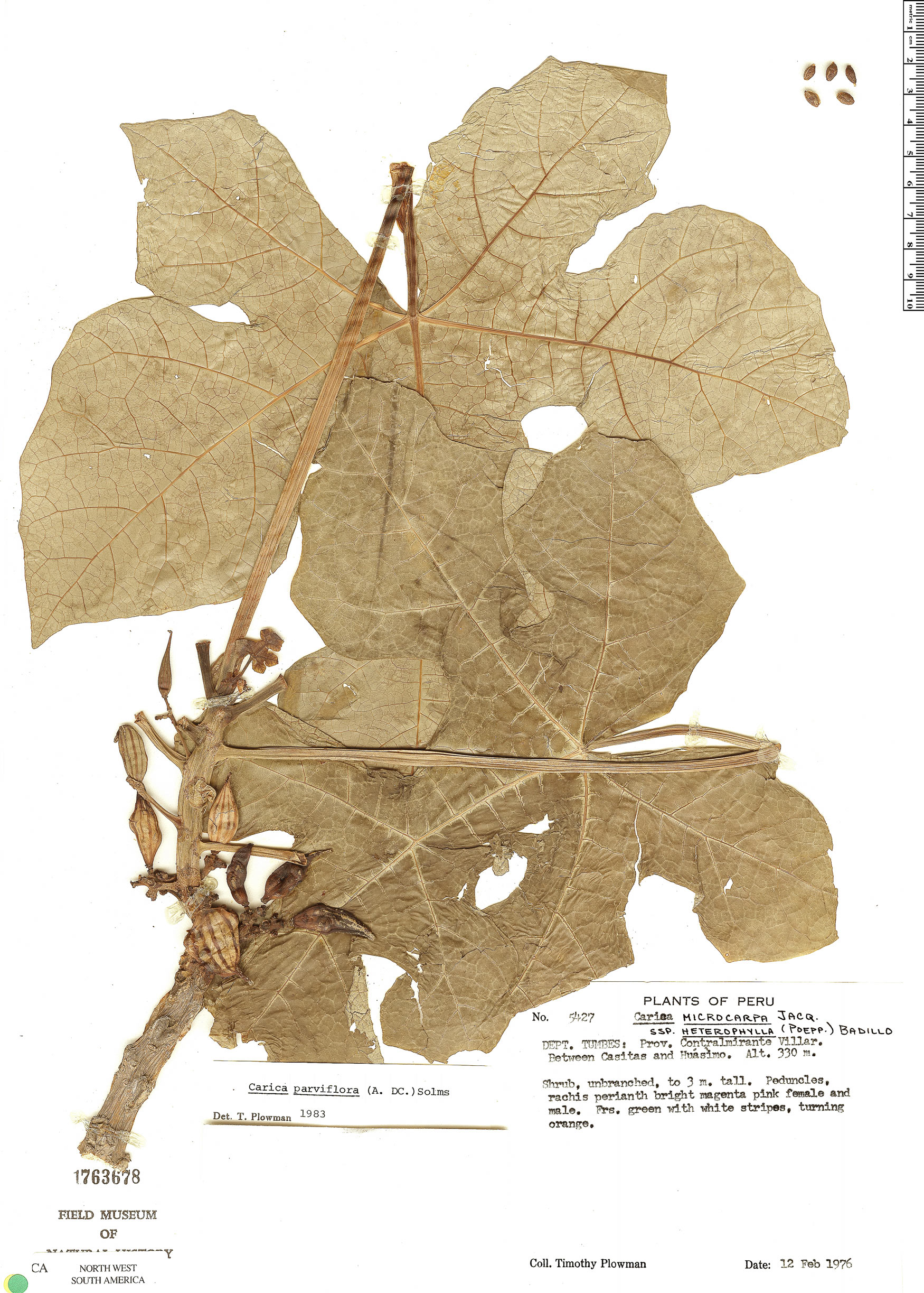 Carica parviflora image