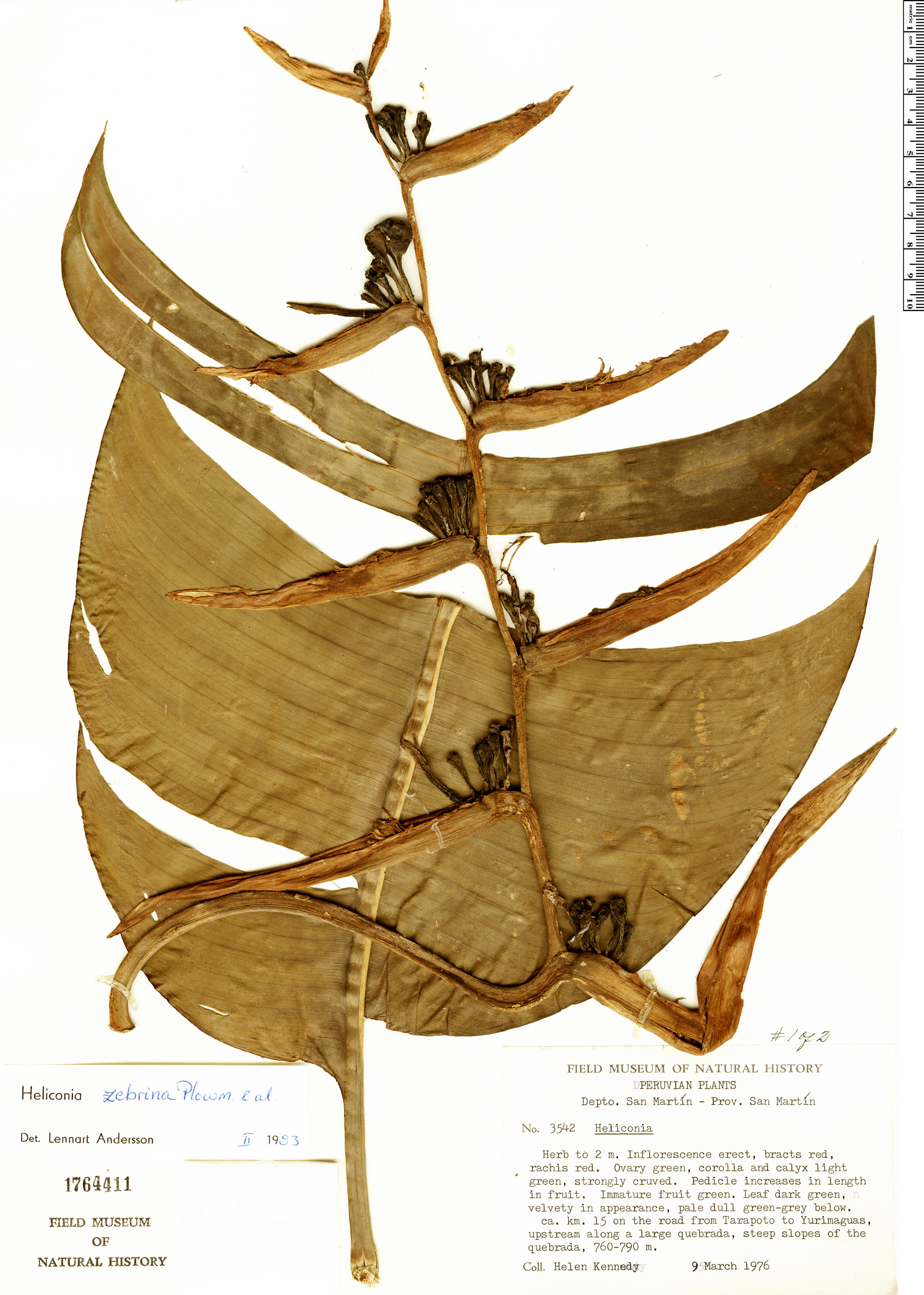 Heliconia zebrina image
