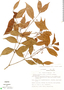 Crossopetalum parviflorum image