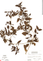 Didymaea alsinoides image