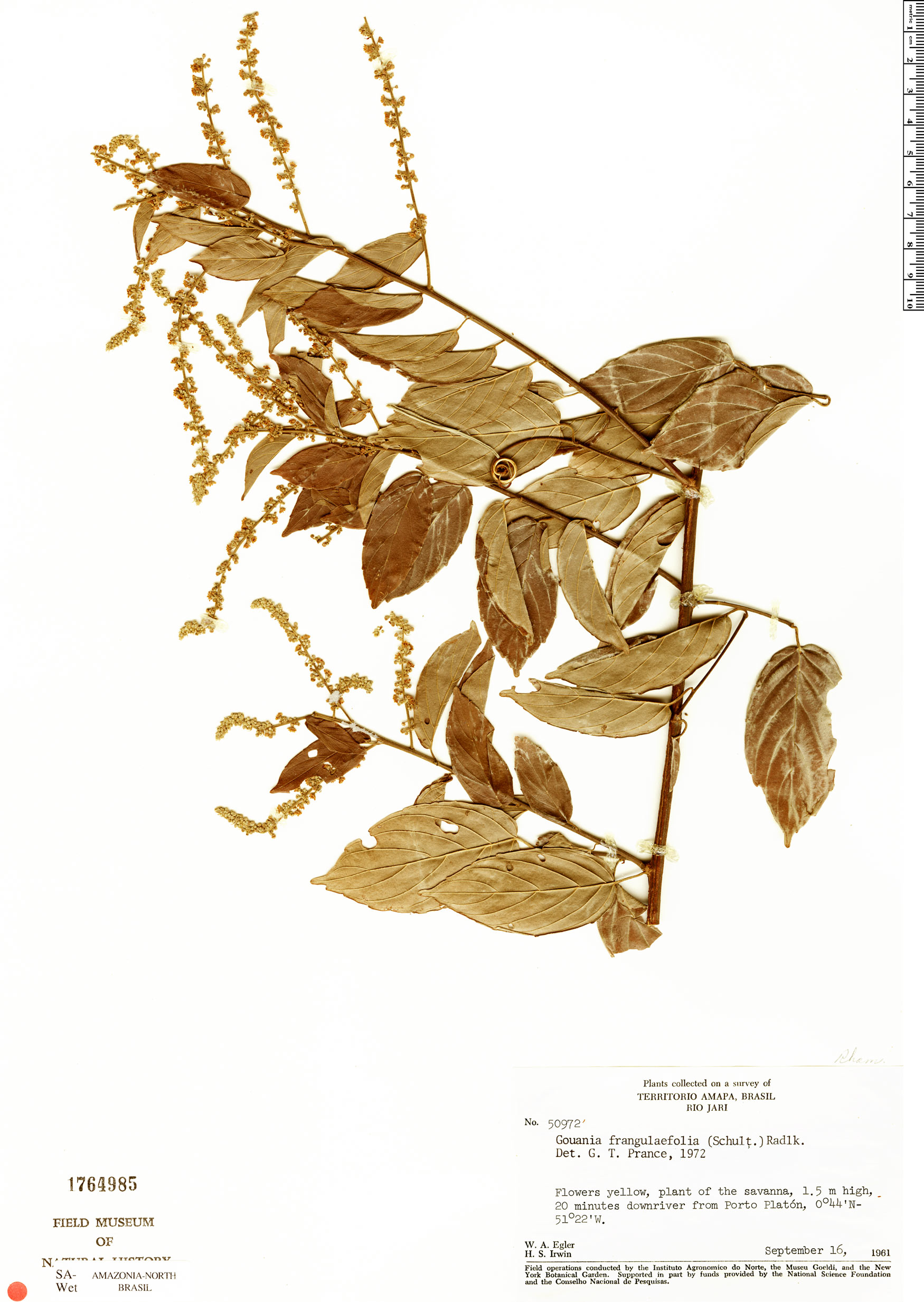 Gouania frangulifolia image