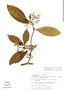 Tabernaemontana arborea image